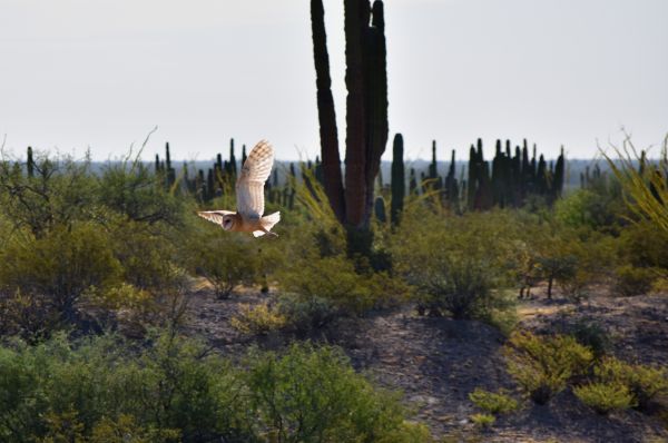 foto:beatriz partida arvizu - lo hecho en México