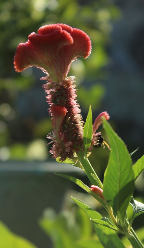 foto:Uriel Enrique  Briceño Ake  - lo hecho en México