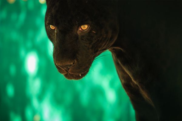 foto:Carlos Porras Kirschner - lo hecho en México