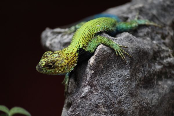 foto:Mauricio Riqué  Rovelo - lo hecho en México