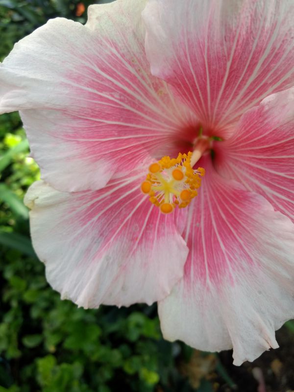 foto:Paulina  Trujillo  Iniestra  - lo hecho en México