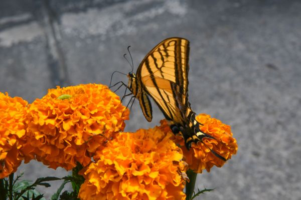 foto:Rodolfo Dalman Naranjo - lo hecho en México