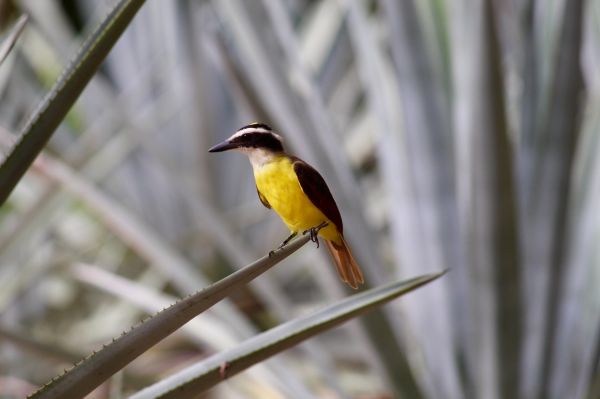 foto:Zence Lopez  Beltran  - lo hecho en México