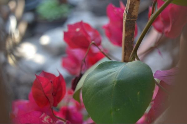foto:Sebastian Maza Maza - lo hecho en México
