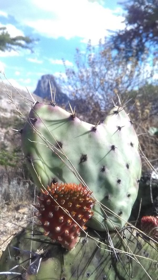 foto:Gabriela  Julieta Lojero Vettoretti López - lo hecho en México