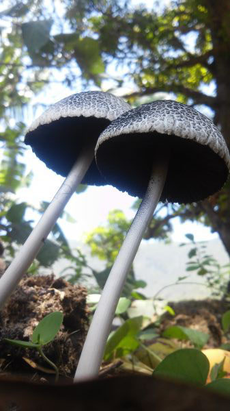 foto:cristian Sanchez Aviles - lo hecho en México