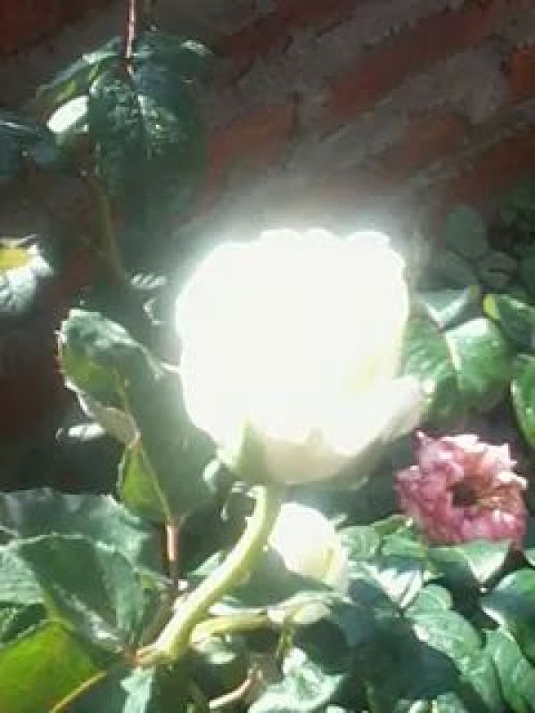 foto:María Magdalena  Soriano Castillo - lo hecho en México