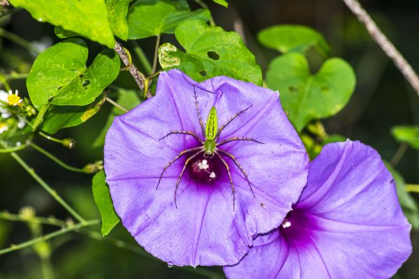 foto:ARGENIS LOPEZ  GONZALEZ - lo hecho en México