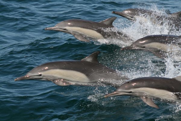 foto:Jose Luis Arreola Robles - lo hecho en México