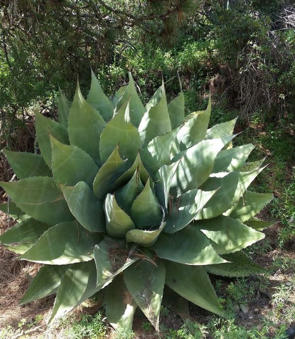 foto:Mirtha Elida Gutiérrez Garza - lo hecho en México