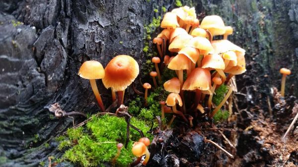 foto:FRANCISCO MIGUEL PUENTE GUEVARA - lo hecho en México