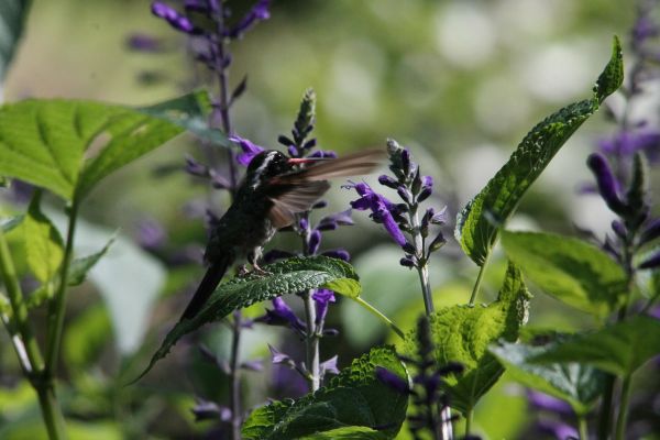 foto:FRANCISCO MIGUEL PUENTE GUEVARA - lo hecho en México