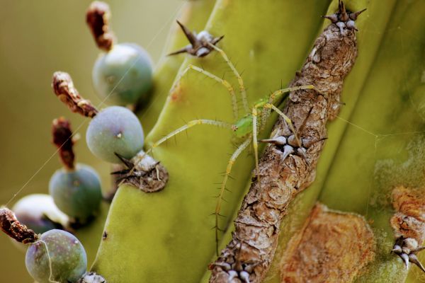 foto:Melina Cordero García  - lo hecho en México