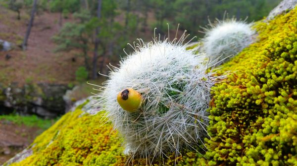 foto:Juan Carlos Velazco Martinez - lo hecho en México