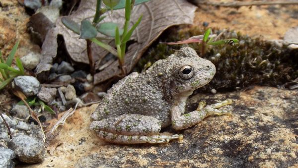 foto:Diana Laura Silva Chávez - lo hecho en México