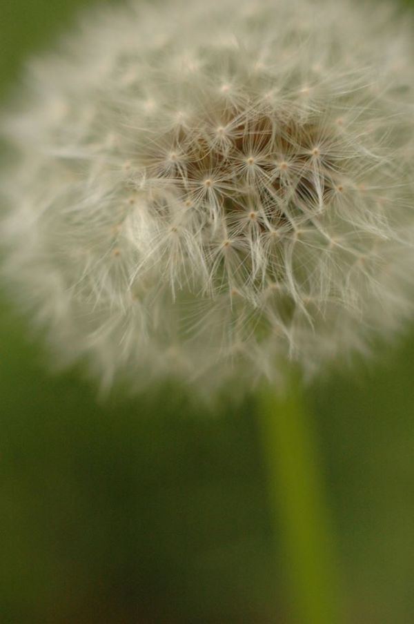 foto:RENE GASTON AGUILAR  BOBROVICH - lo hecho en México