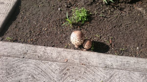 foto:Ralph Luna Chrzanowski - lo hecho en México