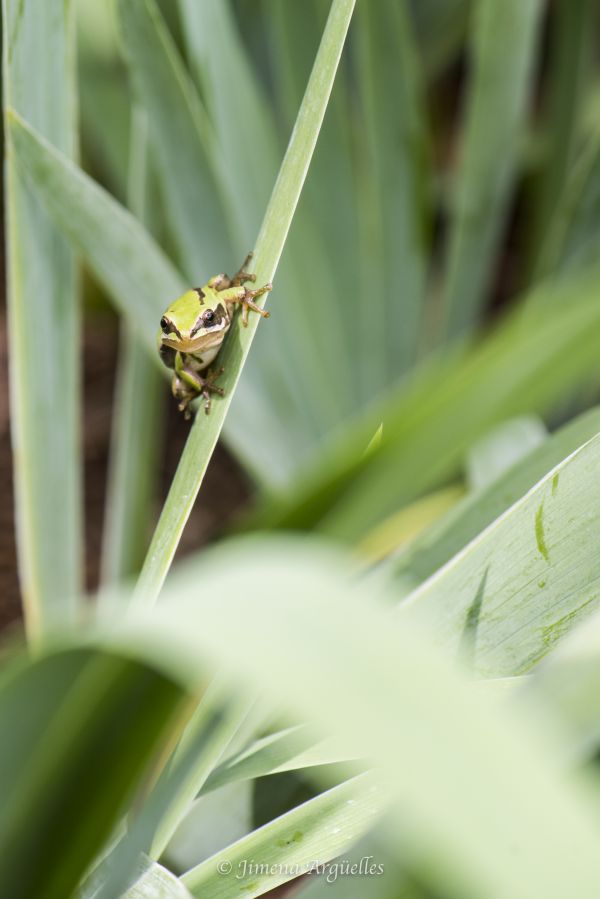 foto:Jimena Argüelles Gutiérrez - lo hecho en México