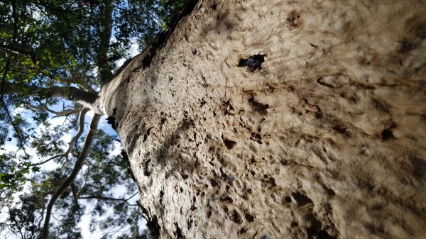 foto:Carlos  Caloca  Guerrero - lo hecho en México