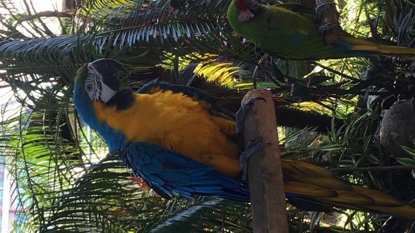 foto:Emmanuel Jaime  Ortega  De Niz  - lo hecho en México