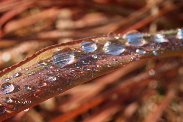 foto:Carylu PEralta  CAndiani - lo hecho en México
