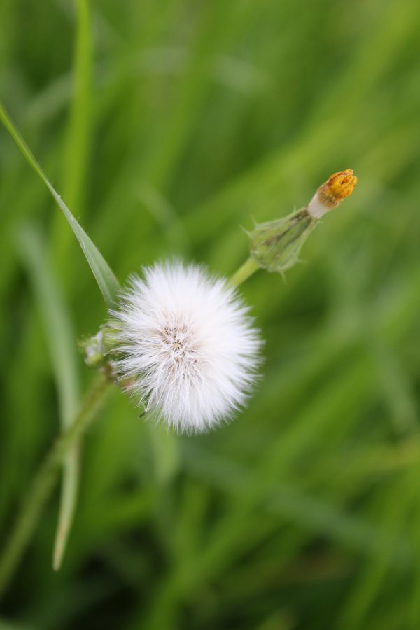foto:Alma Leticia Perez Medrano - lo hecho en México
