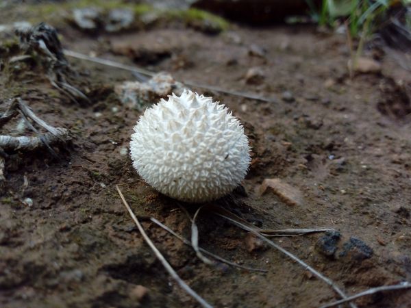 foto:Andy Franz Alarcón Sampedro - lo hecho en México