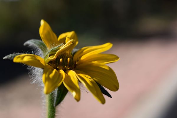 foto:Saul  López  Pereznegron - lo hecho en México