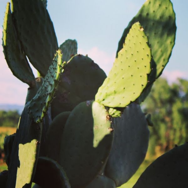 foto:Ricardo Olivier Tapia Segovia - lo hecho en México