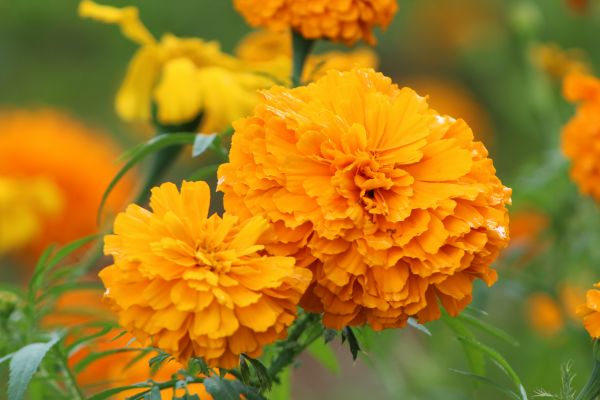 foto:Erick Alejandro Longino Jimenez - lo hecho en México