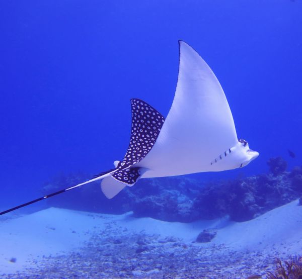 foto:Guillermo Reta  Caballero - lo hecho en México