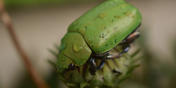 foto:Axel Valencia Mejia - lo hecho en México