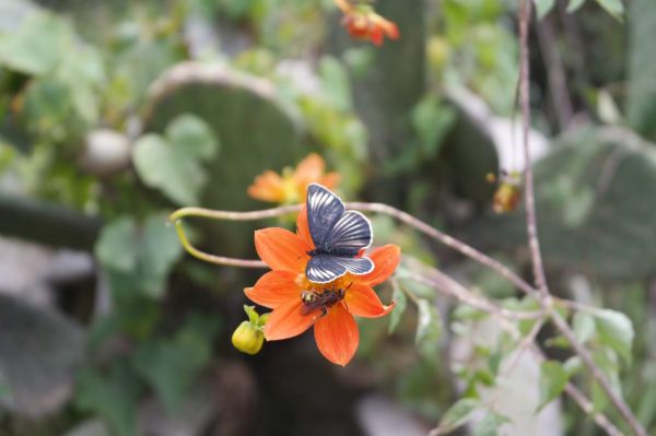 foto:Cinthya Jazmín  Monroy  Alcantara  - lo hecho en México