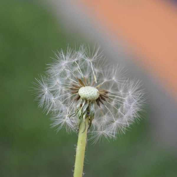 foto:Manuel Alonso Andrew Jimenez  - lo hecho en México
