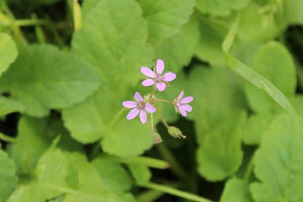 foto:Alía Natalí Padilla Muñoz - lo hecho en México