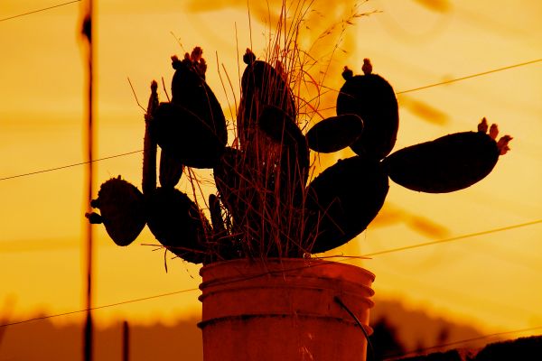 foto:Sergio Martín Pérez Grovas González Cos - lo hecho en México