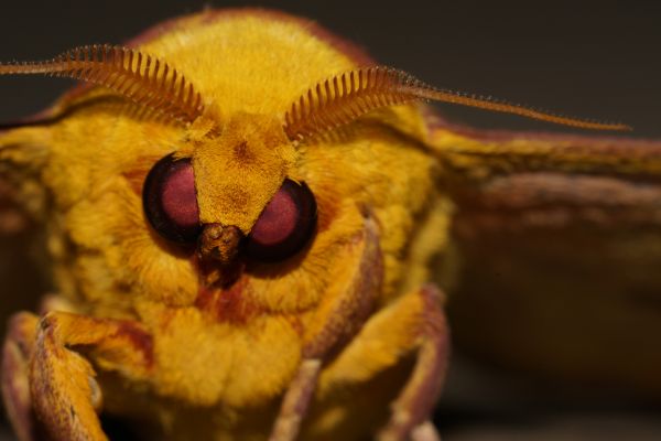 foto:Daniel Dorantes  Villalobos - lo hecho en México