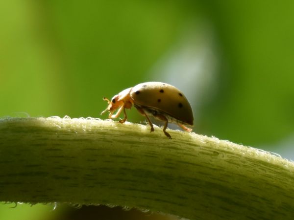 foto:David Ivan Rosales Soto - lo hecho en México