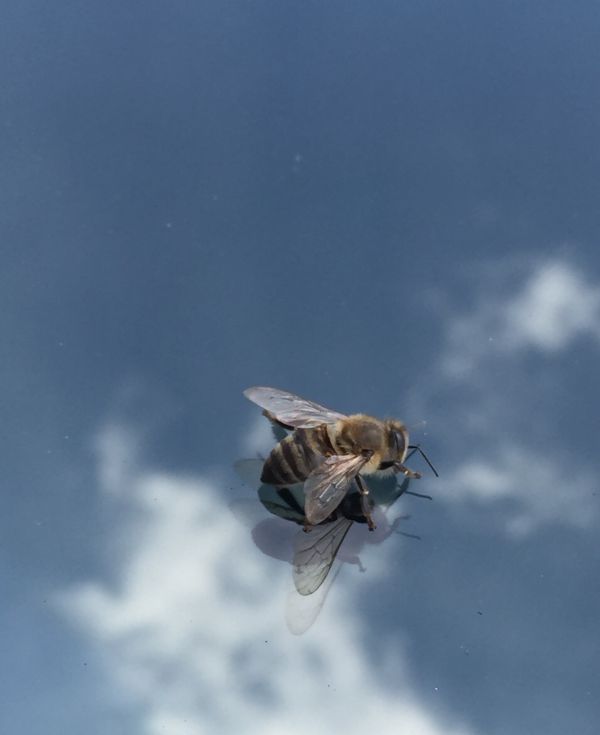 foto:María del Carmen Gómez| Ayala - lo hecho en México