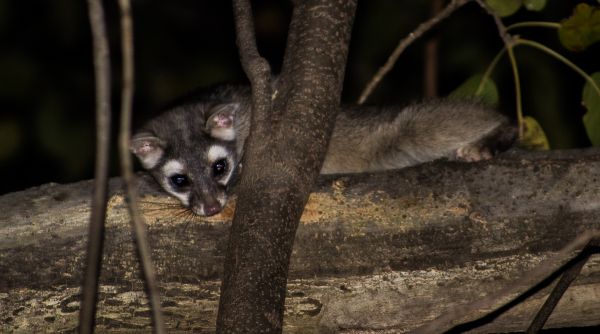 foto:Osvaldo Martinez Manzano - lo hecho en México