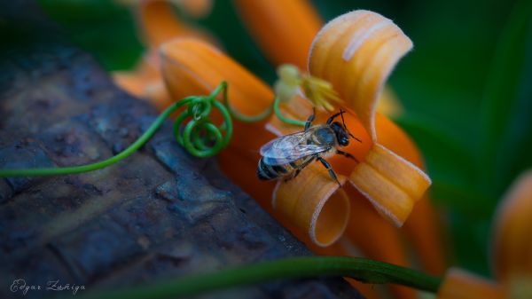 foto:Edgar Zuñiga Leal - lo hecho en México