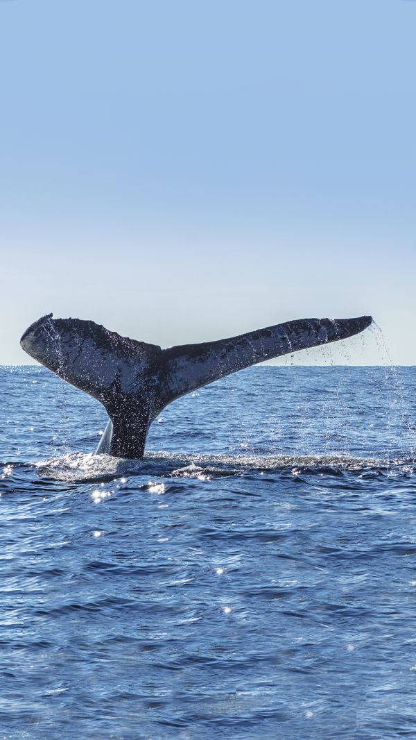 foto:Néstor  Martínez Loaeza  - lo hecho en México