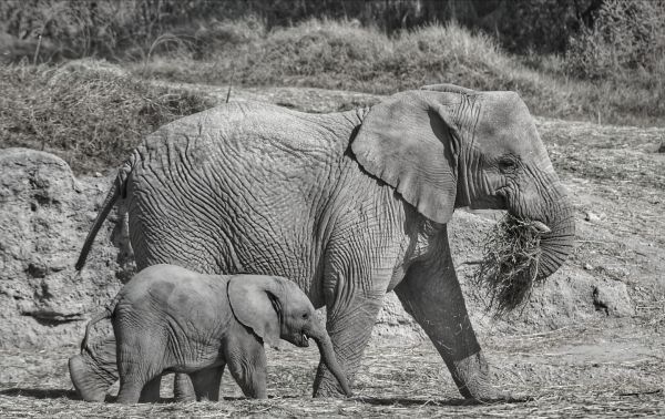 foto:Gustavo  Rivera  Padilla  - lo hecho en México