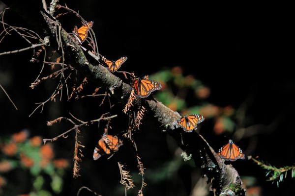 foto:Martin Anaya Cruz - lo hecho en México