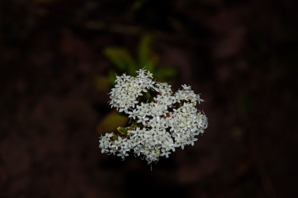 foto:Gerardo  Suárez  López - lo hecho en México