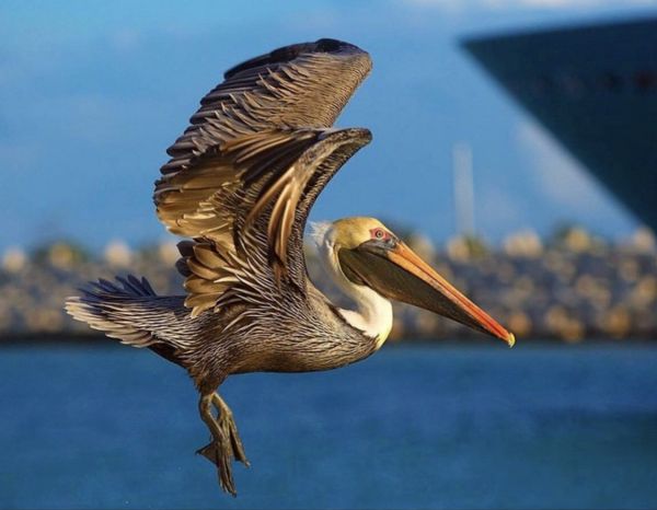 foto:Rene Germán  Torres Uruchurtu - lo hecho en México