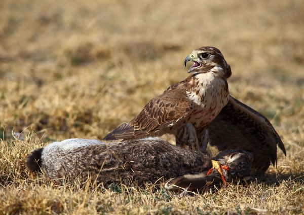 foto:José Othón Mojica Gaidón - lo hecho en México