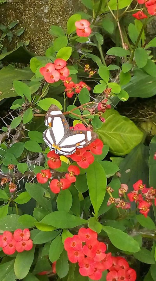 foto:Cecilia Isabel  Cabrera  Martínez  - lo hecho en México
