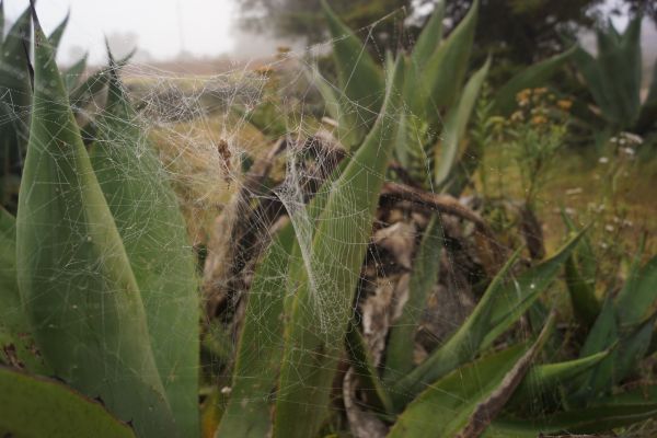 foto:Marco Antonio Mijares Ortiz - lo hecho en México