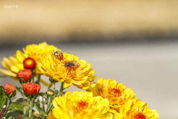 foto:mauricio hernandez guerra - lo hecho en México